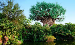 Animal Kingdom